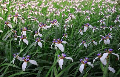 首个DCU游戏数年后推出 由Rocksteady或NetherRealm打造